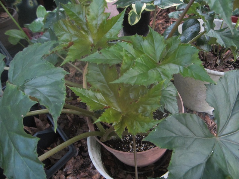 B. ‘Magna Carta’
